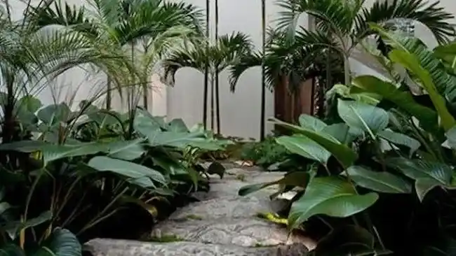 Jardines sombríos: qué plantas elegir y cómo cuidarlas