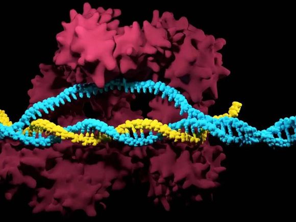 Científicos descubren forma de eliminar cromosoma que produce el síndrome de Down