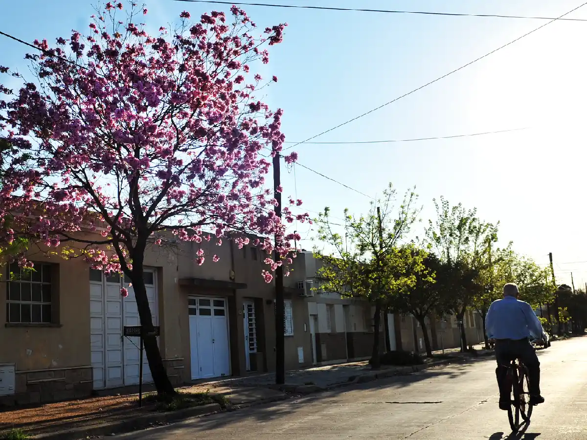 Árboles, protección y responsabilidades