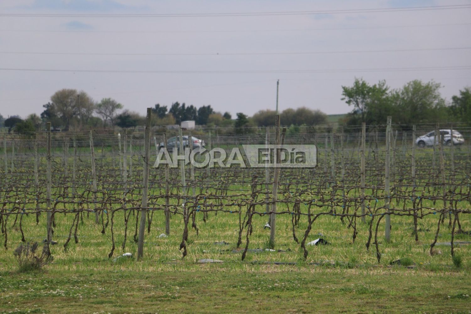 En Urdinarrain apuestan al vino artesanal: cómo lo producen y comercializan