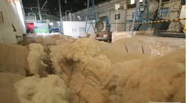 Otorgaron 300 mil pesos en subsidios a pequeños productores algodoneros 