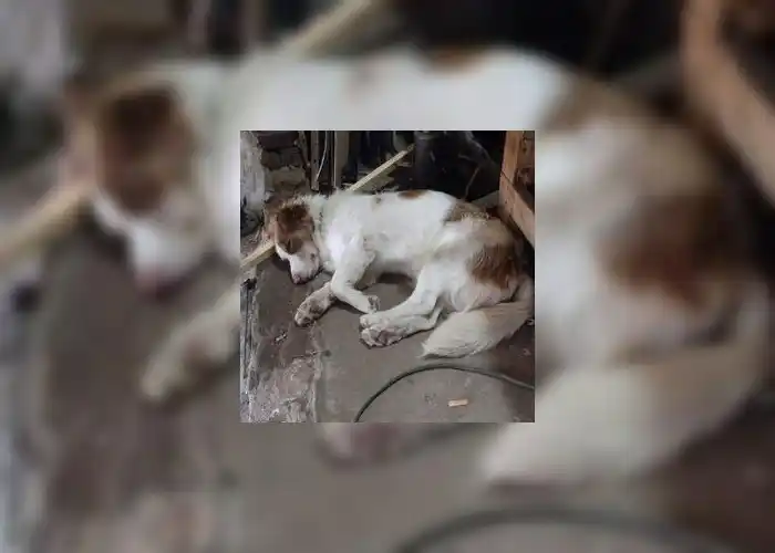 Perrito encontrado en las vías del tren