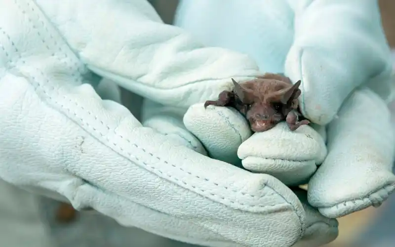 Rabia en San Pedro: dio positivo un murciélago cazado por un gato