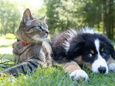 Prevención de enfermedades y cuidados clave en perros y gatos
