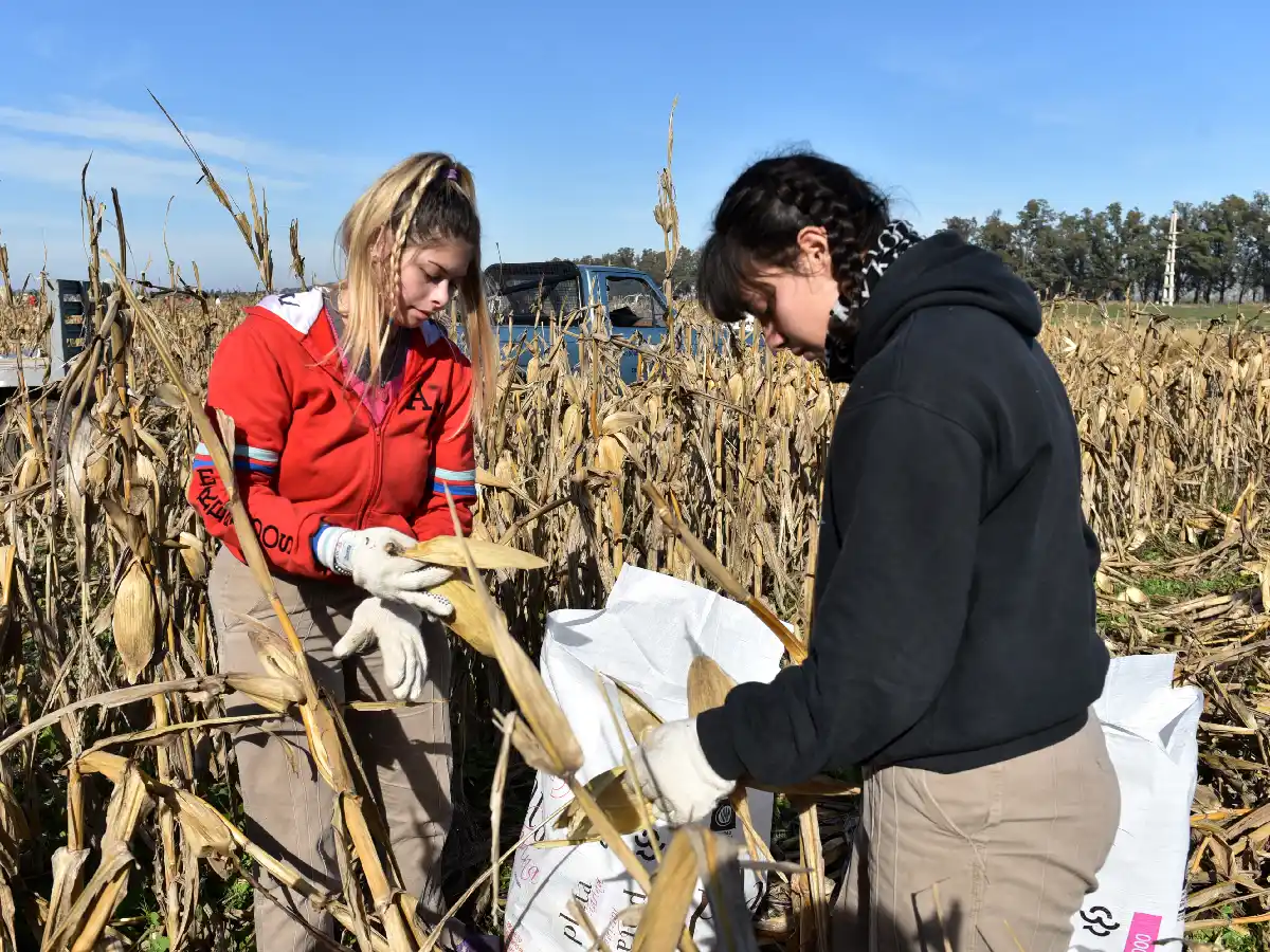 Se recolectaron 20.000 kilos de choclos que equivalen a 15.000 platos de comida   