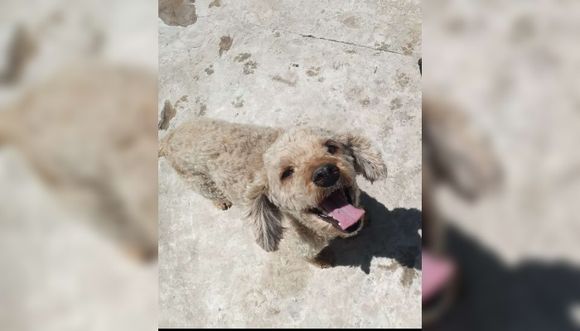 Caniche perdido en Las Provincias al 1600