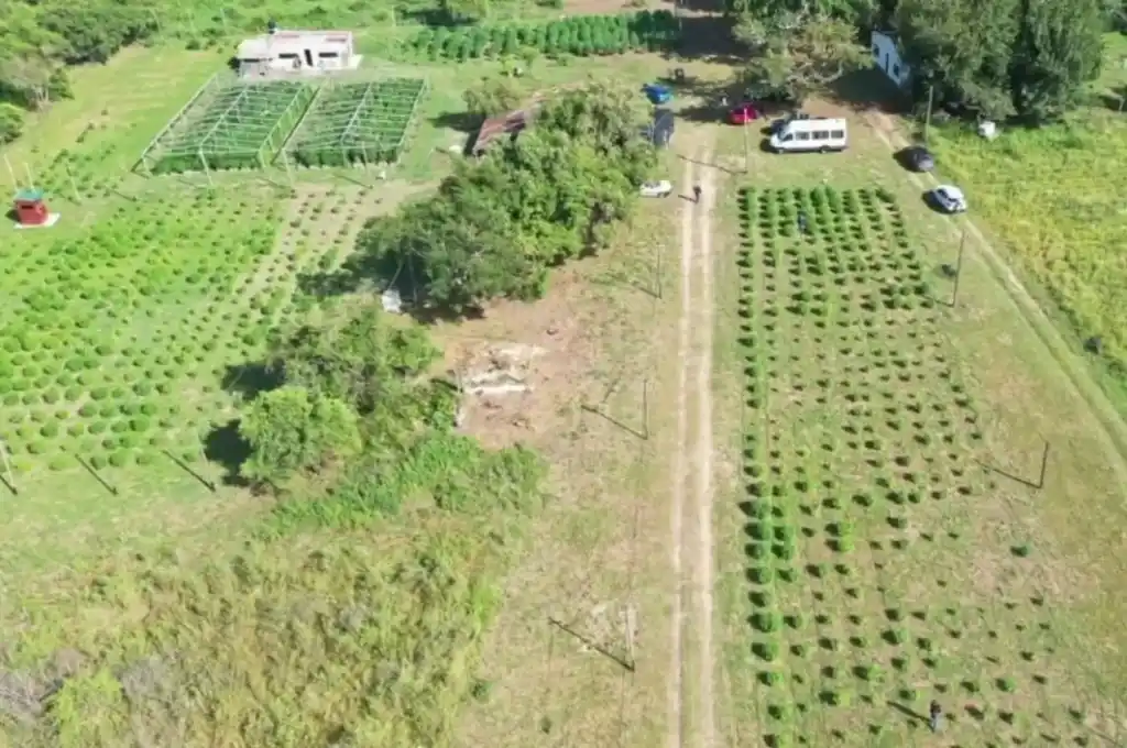 El campo dónde hallaron la plantación de marihuana.