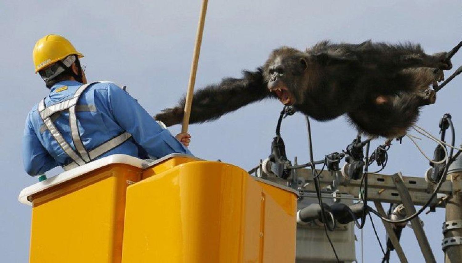 VIDEO: El rescate de un chimpancé a punto de morir electrocutado