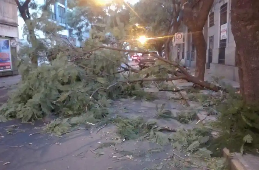 Fuerte tormenta de viento y agua en Rosario: cayeron árboles, columnas y cables