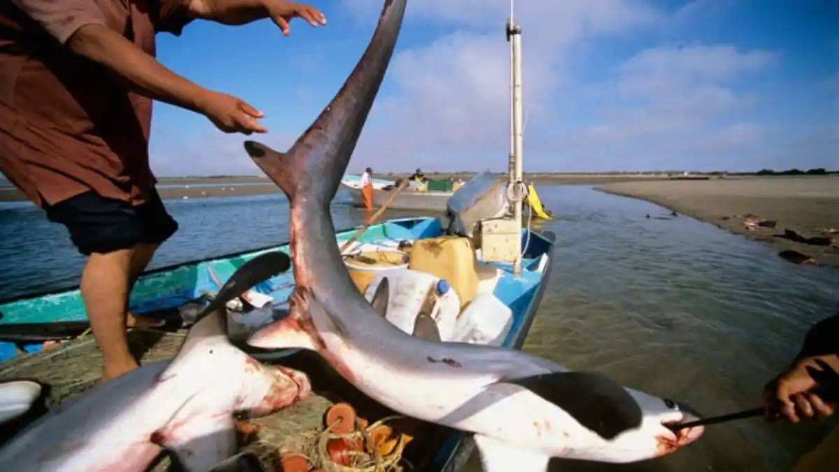 Dos sujetos fueron detenidos por presunto tráfico ilícito de 32 tiburones en Carúpano, estado Sucre (VIDEO)