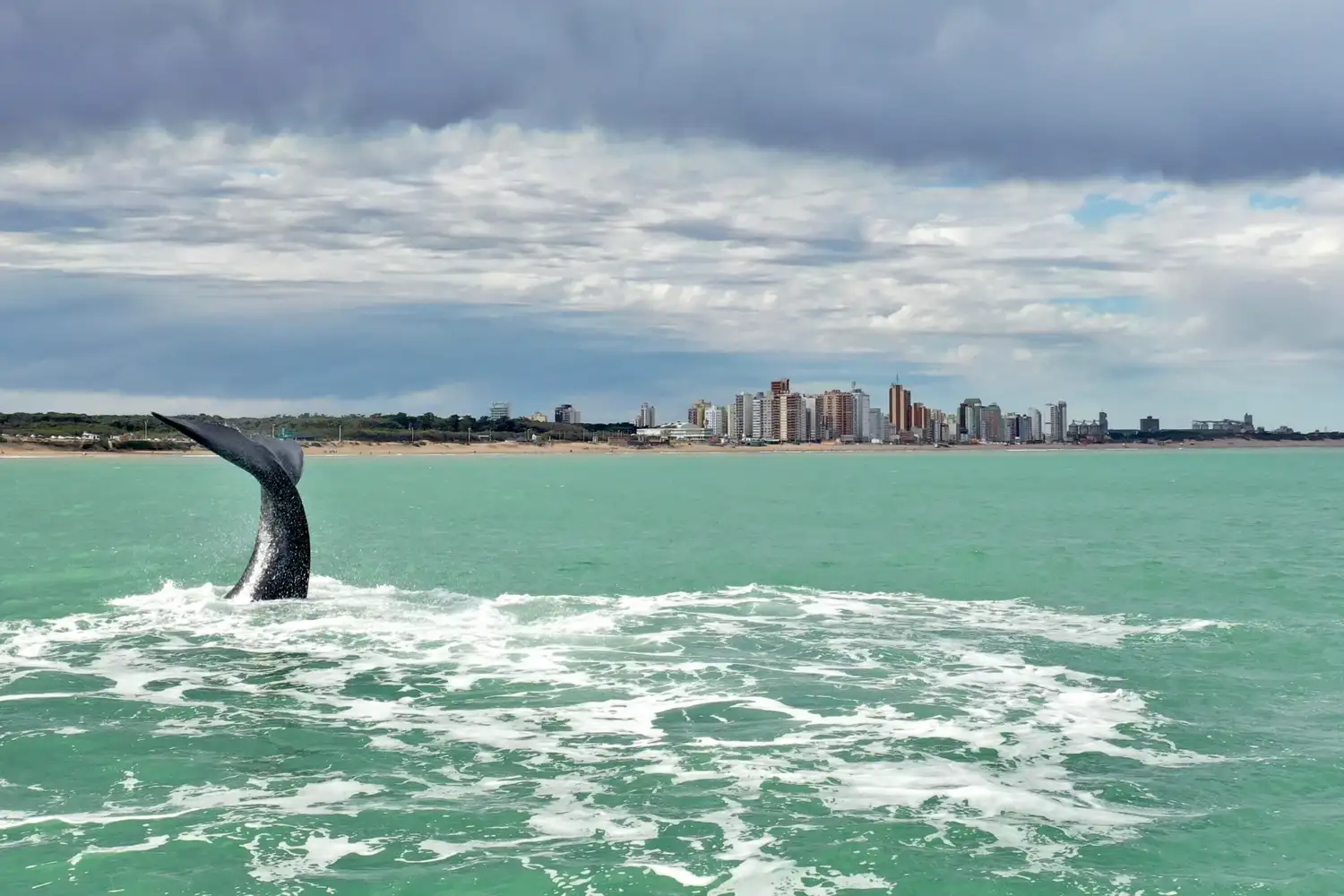 Entre los principales atractivos se destacaron experiencias como el avistaje de ballenas en Necochea y Miramar.