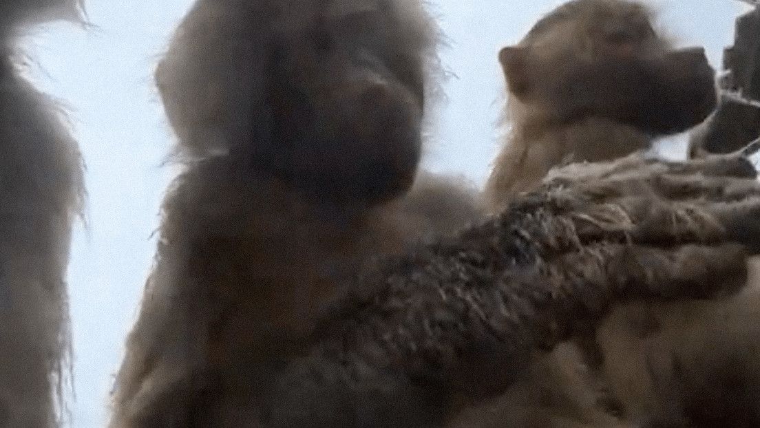 Monos virales