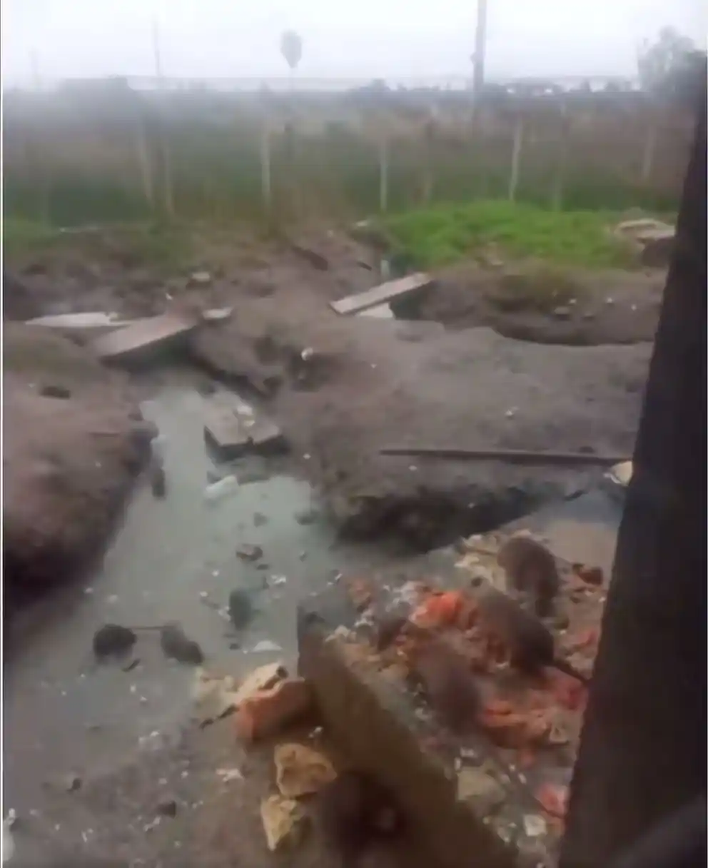 Los presos del módulo 11 del Comcar viven entre ratas (@GuilleLosa)