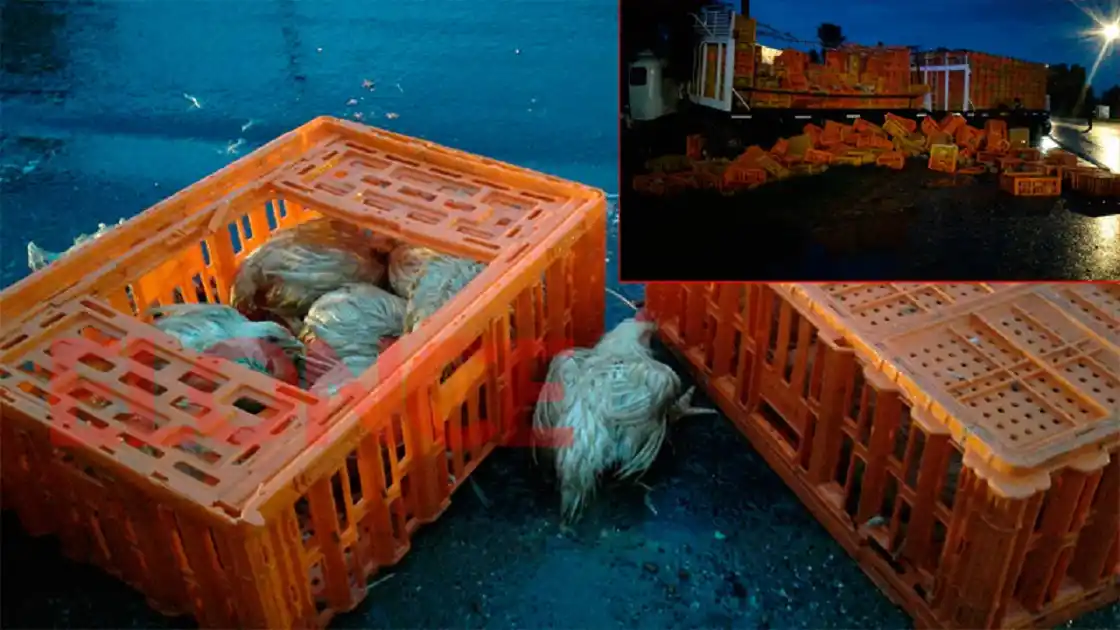 Un transportista que trasladaba pollos hacia un frigorífico de Crespo sufrió un accidente en Paraná