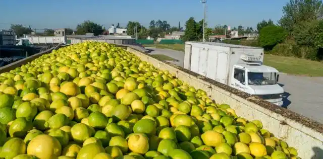 Desembarca la mayor exportadora de cítricos del mundo