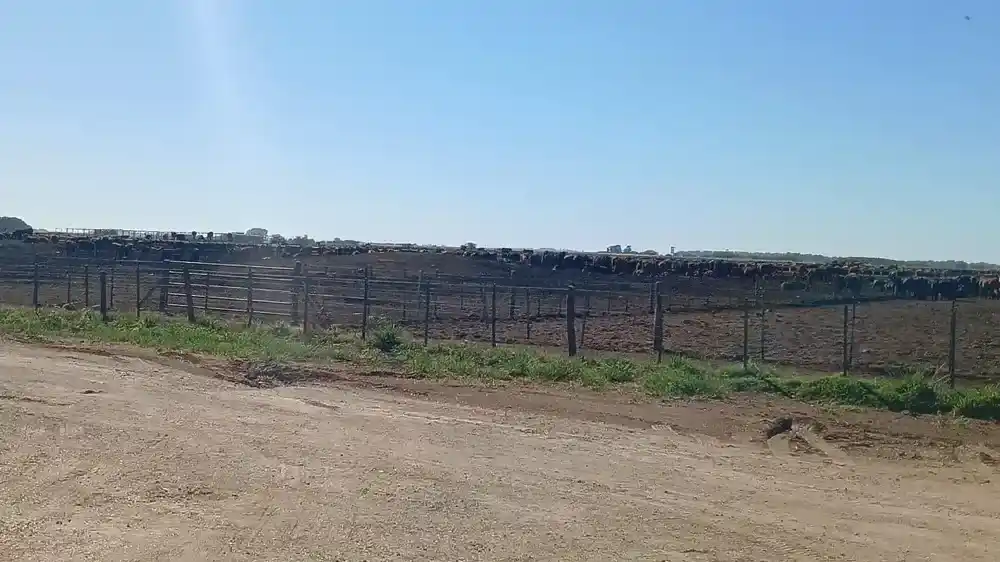 El vicepresidente de la Rural vendió 24.000 hectáreas en la Provincia a un grupo inversor