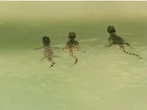 Estudian la variabilidad genética de la fauna santafesina