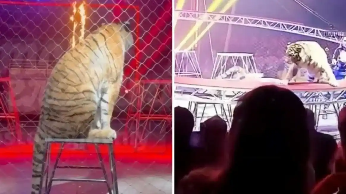 Pánico en un circo de Rusia: un tigre se lanzó hacia el público en plena función
