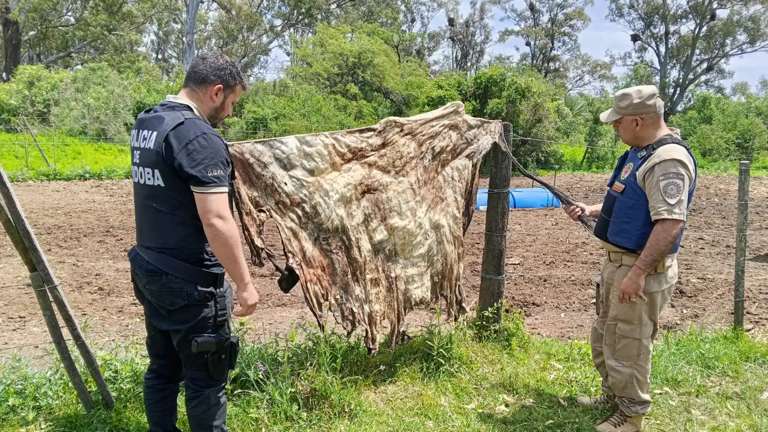 Allanamientos por abigeato en Laspiur: secuestraron carne, armas y animales vacunos
