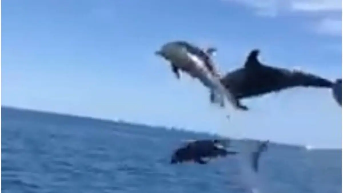 BALLENAS Y DELFINES ofrecen un espectáculo marino en costas de Anzoátegui