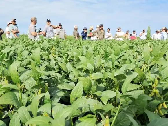 La soja entrerriana se expandirá por más de un millón de hectáreas