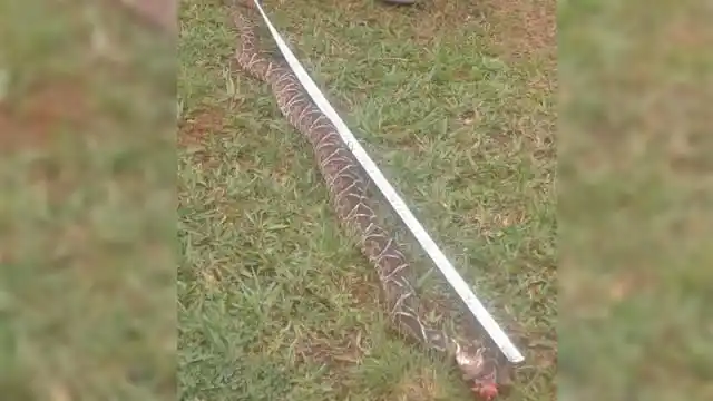 Lluvias y creciente: Preocupa la reiterada aparición de grandes yararás