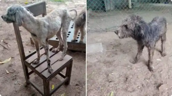Denuncian a dueño de finca en el Atlántico por mantener a más de 30 perros en estado deplorable (VIDEO SENSIBLE)