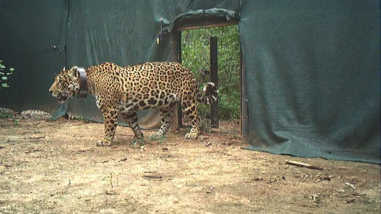 Se trata de la primera liberación de un jaguar nacido en estado salvaje.
