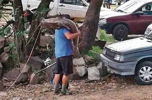 Pescadores furtivos arrasan con un gran cardumen de surubíes