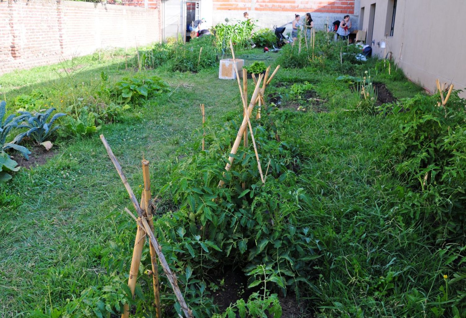 La producción de la Huerta Solidaria brinda alimentos frescos a 15 familias que los necesitan