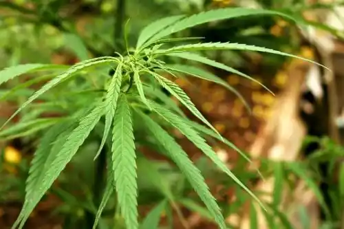 A 6 meses de la sanción, reglamentan parcialmente ley de cannabis medicinal