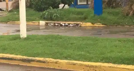 Alcantarillas tapadas