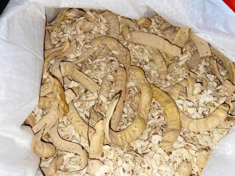 Productores de El Potrillo entregarán más de 
5000 kilos de harina de algarroba a Nutrifor