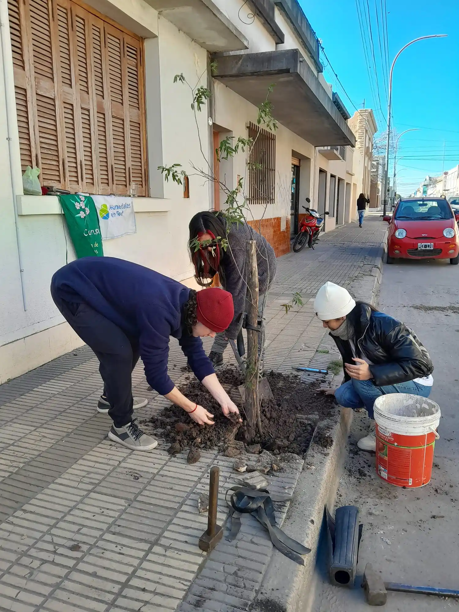 Realizan plantación de especies nativas