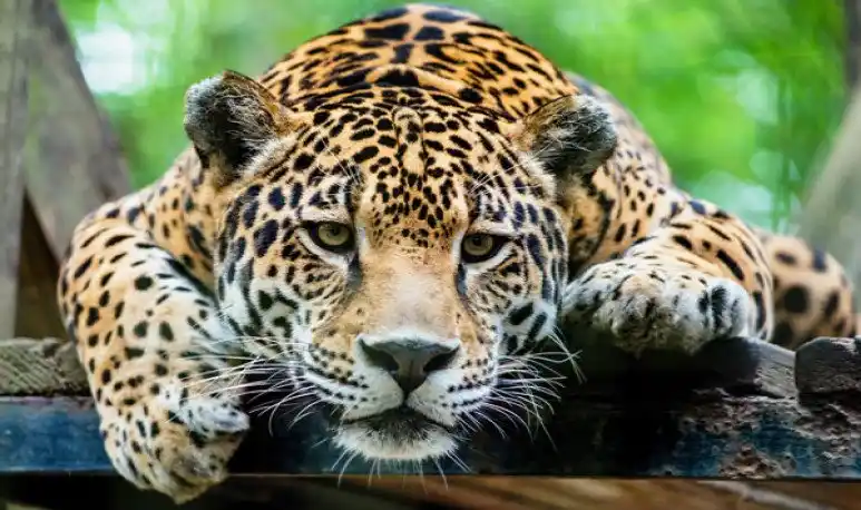 Aseguran que en 50 años se perdió el 70% de las especies salvajes en el mundo