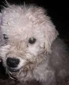 Se perdió Yago