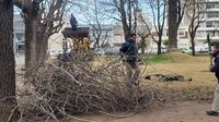 Retirarán tres tilos de la Plaza Independencia y serán reemplazados por ejemplares de la misma especie