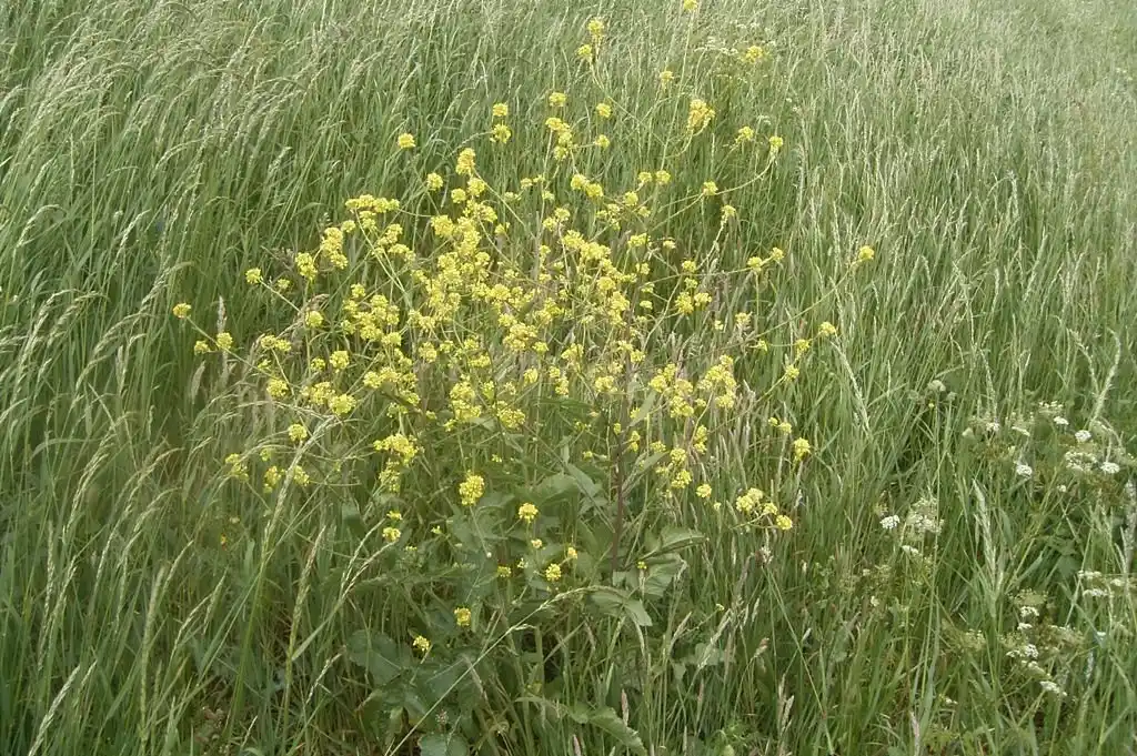 Alerta roja en Paraná: detectan nueva maleza resistente a herbicida