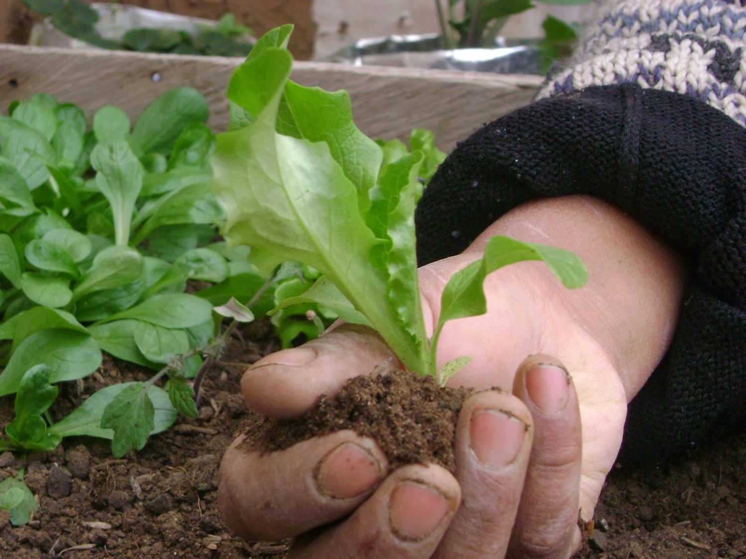 Horticultura, una actividad que va logrando su lugar en la producción regional