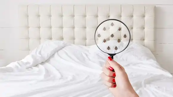 Remedio casero para eliminar ácaros y chinches del colchón