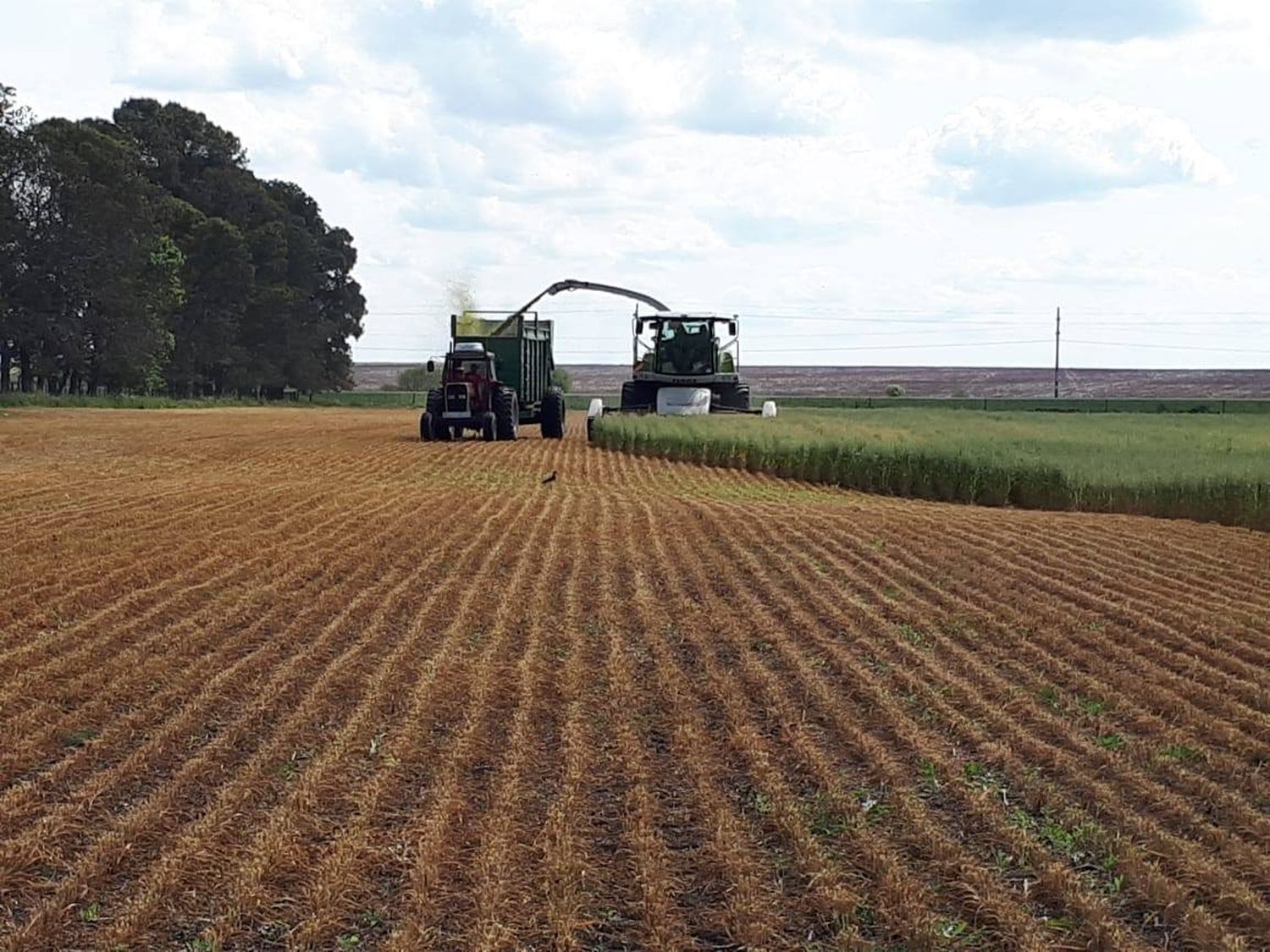 Trigo en Entre Ríos: Pronóstico de producción supera las expectativas