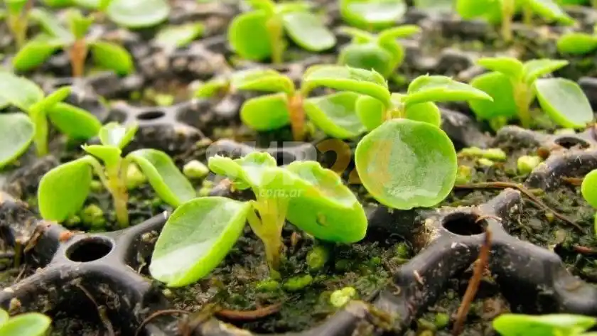 Taller de Siembra en Plantineras en el marco de “Venite al Parque”