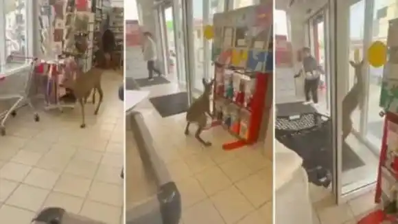 Viral: una cierva se perdió, entró a un súper y desató una insólita persecución