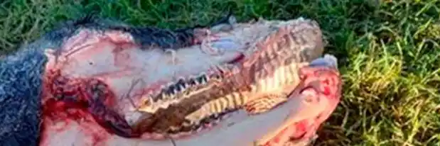 Denuncian mutilación de ganado en una zona de Entre Ríos: “Es la segunda vez que pasa”