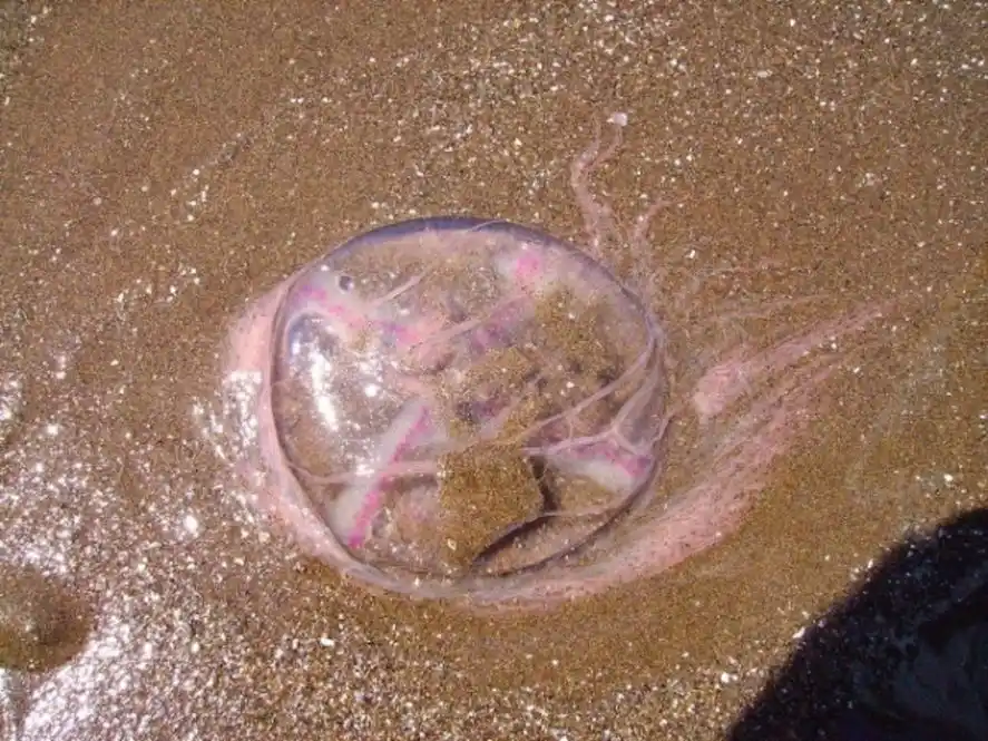Las aguas vivas sorprendieron esta semana a los bañistas en la zona de Punta Mogotes.