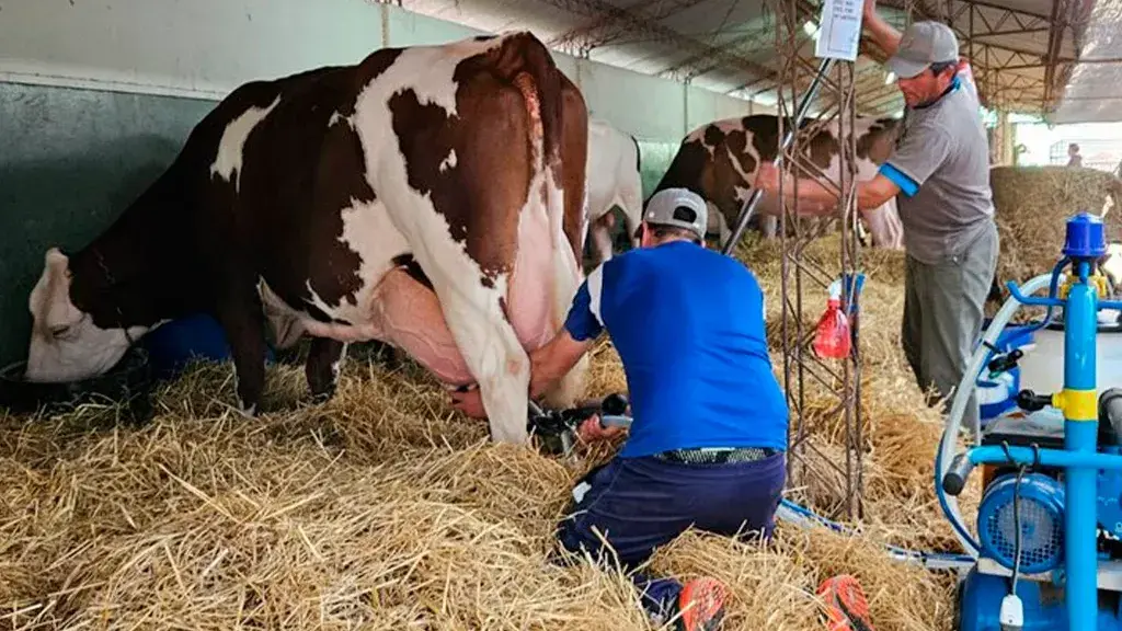 Cuatro vacas y tres cabañas animan el 105° Concurso de Vacas Lecheras en la Expo Rural de Rafaela