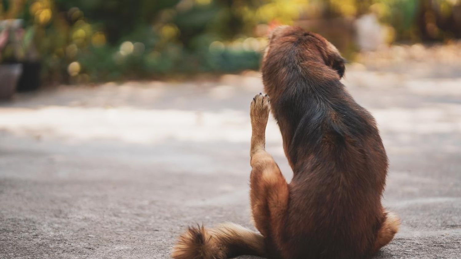 Un 95% de las pulgas y garrapatas están en el ambiente y el 5% restante están en el perro o el gato