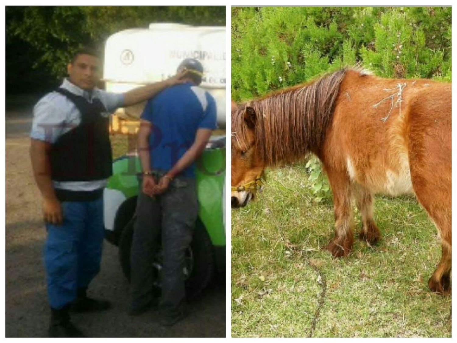 Berazategui: Un empleado de la Clínica Veterinaria municipal fue detenido por zoofilia