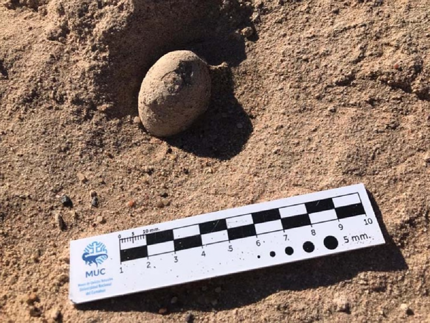 Hallan nidos de huevos de dinosaurios en campus de la Universidad Nacional del Comahue