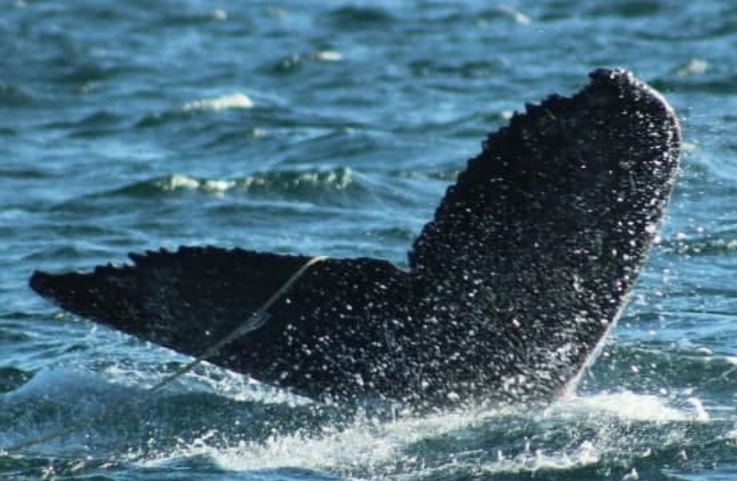 Rescataron a una ballena atrapada en el Canal Beagle